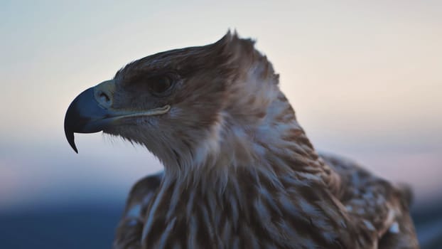 Close-up of an imperial eagle observing the landscape of Crimean peninsula at sunset