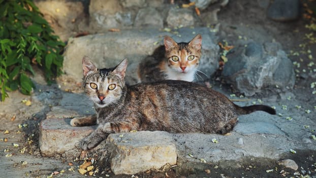 Two stray cats are resting on some rocks in a sunny day in Crimea