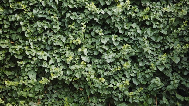 Verdant foliage carpeting landscape near black sea coastline, highlighting lush greenery with textured botanical detail