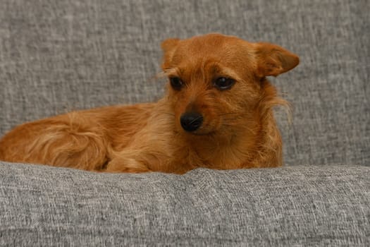 A small, lively dog with a golden coat rests comfortably on a soft gray couch, enjoying a peaceful moment in a cozy living room adorned with warm decor.