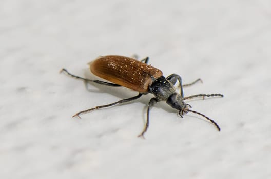 A small beetle with a shiny brown body moves diligently across a smooth white surface, embodying the beauty of nature's detail in an indoor environment under soft lighting.