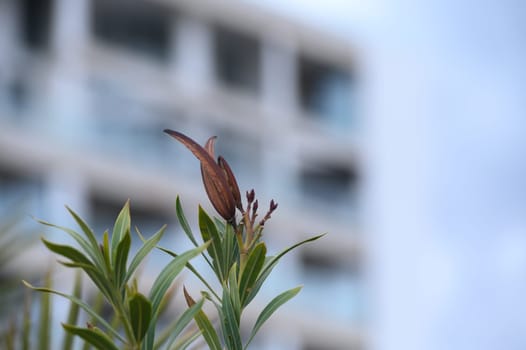 A beautiful flower bud stands tall, surrounded by lush green leaves.