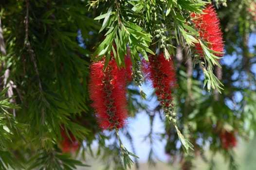 Bright red floral clusters dangle gracefully from verdant green foliage, basking in the golden rays of a summer afternoon. Nature thrives in splendid color and harmony.