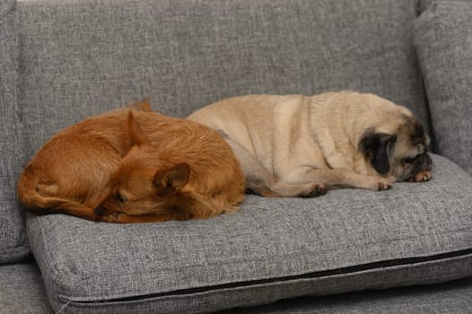 Two dogs enjoy a peaceful moment together, nestled on a comfy gray couch. One is a small, fluffy tan dog, and the other is a wrinkled pug, both resting blissfully in the tranquility of a cozy home.