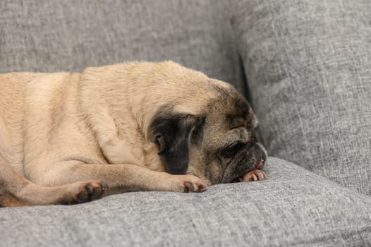 A charming pug snugly curled up on a soft grey couch, enjoying a peaceful moment of rest in a comfortable living room, illuminated by afternoon light filtering through the window.