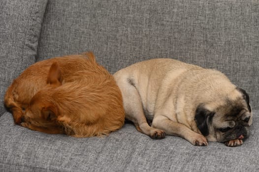 Two charming dogs, a golden-haired pup and a lovable pug, are peacefully curled up on a soft gray couch. Their companionship and tranquil expressions evoke warmth and joy in the cozy space.