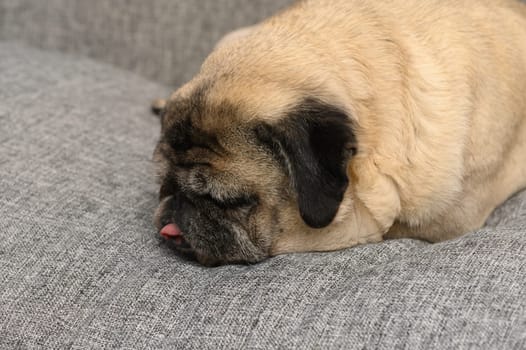 A charming pug rests its head on a soft gray couch, its eyes closed and tongue poking out slightly. The cozy atmosphere invites relaxation on this lazy afternoon.