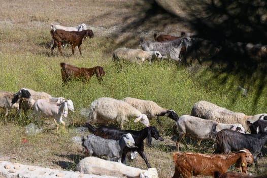 A diverse group of goats explores a lush green meadow dotted with wildflowers as the sun shines brightly, creating a serene atmosphere. They move freely, enjoying the day.