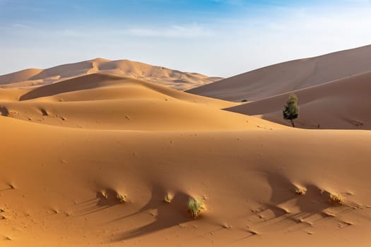 Sand dunes with with clumps of green grass and a tree. Western Sahara. Morocco. Horizontal.