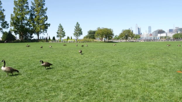 New York City, United States - 31 Aug 2023: Waterfront, Manhattan skyline, Downtown Rockefeller Park. Hudson Yards riverfront skyscrapers, waterside cityscape. Wild goose migration, birds, grass lawn.