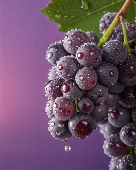 A close-up of fresh purple grapes covered in water droplets, showcasing their juicy texture on a purple background.