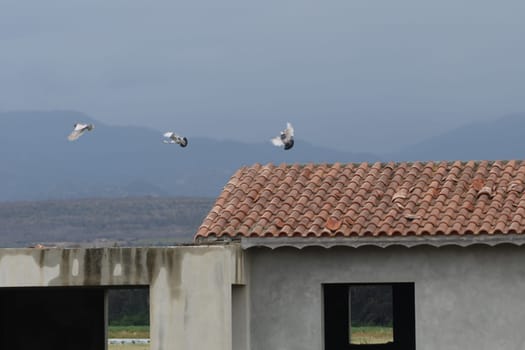 Pigeons take flight from a tiled roof, gliding gracefully in the open sky. A quiet countryside landscape stretches in the background, revealing scenic mountains and lush fields.