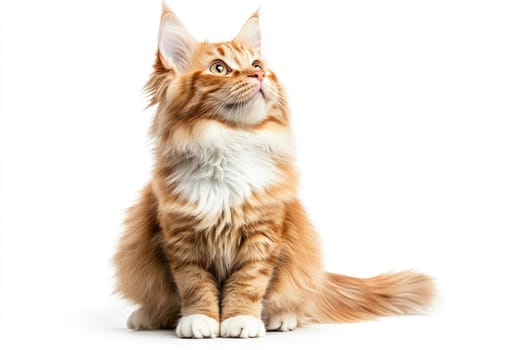A Maine Coon cat features a striking orange and white coat. This full-length portrait captures the cat sitting with ears perked up, gazing upwards in curiosity against a clean white background.
