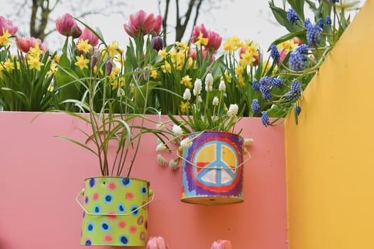 Lisse, Netherlands - April 17, 2019: Flowers tulips, daffodils, muscari, hyacinths in flower pots on the wall. Decoration in a Keukenhof park