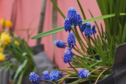 Muscari hang on the wall in a vintage bag