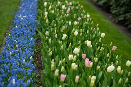 Blue muscari,pink tulips field Netherlands.