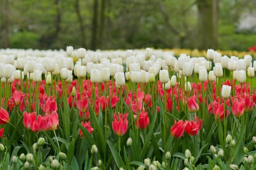 Red and white tulips background in a park of Holland