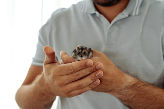 A person holds a small hamster in their hands, showcasing a moment of affection and care. Sunlight streams through sheer curtains, creating a warm atmosphere in the room.