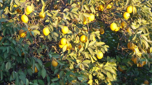 A lemon tree laden with ripe, yellow lemons. Leaves show some yellowing. Sunlight illuminates the fruit.