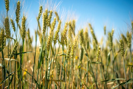 A field of wheat is shown in full bloom, with the sun shining brightly overhead. The golden stalks of the wheat are tall and swaying in the breeze, creating a peaceful and serene atmosphere
