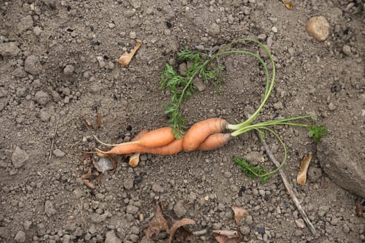 Organic unique twisted carrot with green tops freshly picked from the garden laying in brown soil. Captures the essence of natural farming and sustainable agriculture.