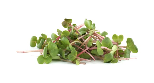 Radish microgreens showcasing lush green leaves and delicate pink stems, ideal for healthy salads and garnishing. These sprouts offer a fresh, crisp texture and a mild, peppery flavor