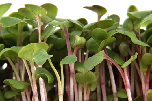 Close up of fresh radish microgreens, showcasing their vibrant green leaves and delicate stems. Perfect for healthy salads, garnishes, and adding a nutritious touch to meals
