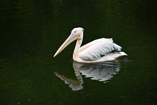 A serene white pelican elegantly floats on calm, dark green water, reflecting peaceful nature. Captures the essence of calmness and natural beauty in a wildlife setting