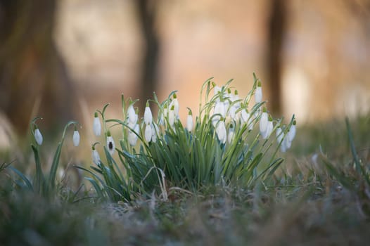 A cluster of white snowdrop flowers bloom in early spring, with a soft, blurred background, capturing the essence of nature's awakening.