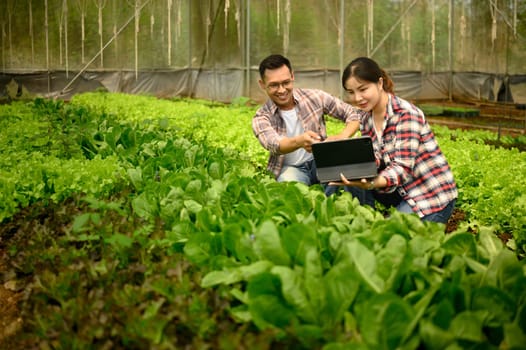 Two farmers review information on digital tablet among rows of lettuce in a greenhouse.
