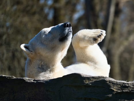 A relaxed polar bear lies on a rock, raising a paw in the air, surrounded by a natural background with blurred trees. Perfect for animal and nature themes.