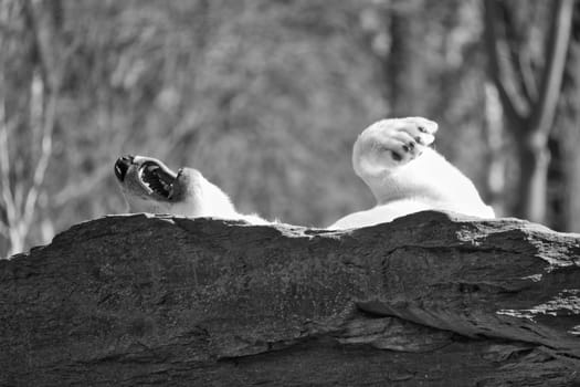 In black and white, a relaxed polar bear lies on a rock, raising a paw in the air, surrounded by a natural background with blurred trees. Perfect for animal and nature themes.