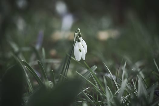 Gentle snowdrops bloom among the green grass in spring. Delicate, white flowers symbolize a new beginning and the awakening of nature. Macro photography of flowers.