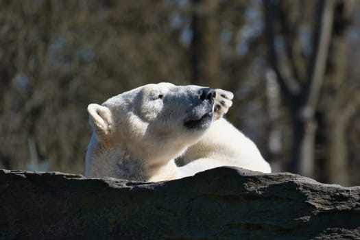 A relaxed polar bear lies on a rock, raising a paw in the air, surrounded by a natural background with blurred trees. Perfect for animal and nature themes.