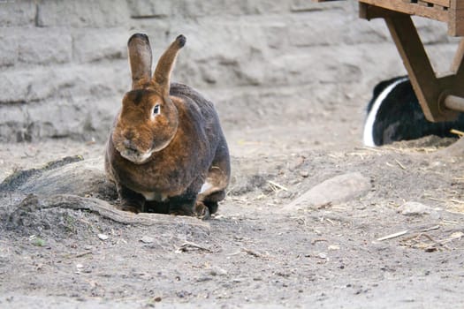 A brown rabbit sits quietly on sandy ground. Its long ears and soft fur make it a charming subject for animal photography