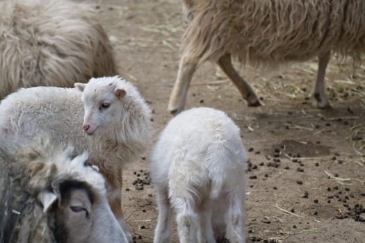 Young lambs stand close together on sandy ground. Fluffy fur and an innocent look. A cute motif for nature and animal photography.