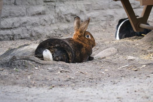 A brown rabbit lies in a hollow in the sandy ground. Its long ears and soft fur make it an attractive subject for animal photography