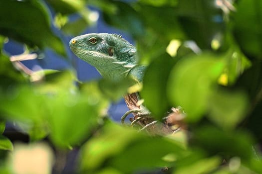 Green iguana, half hidden between tropical leaves. Perfectly captured, the picture shows the natural camouflage and calmness of the reptile.