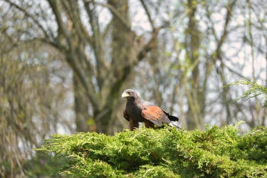 Majestic bird of prey with brown plumage resting on a green branch, embedded in a blurred forest background. Ideal for nature and wildlife photography.