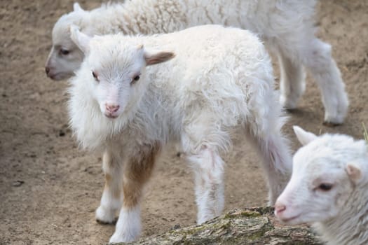 Young lambs stand close together on sandy ground. Fluffy fur and an innocent look. A cute motif for nature and animal photography.