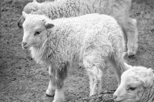 In black and white, young lambs stand close together on sandy ground. Fluffy fur and an innocent look. A cute motif for nature and animal photography.