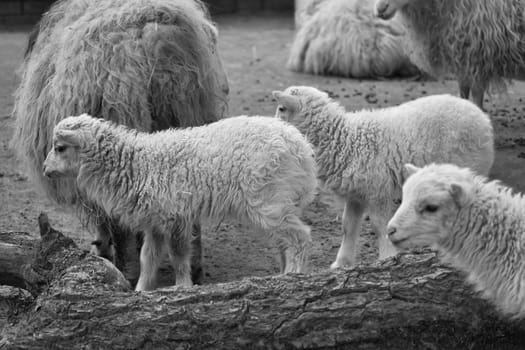 In black and white, young lambs stand close together on sandy ground. Fluffy fur and an innocent look. A cute motif for nature and animal photography.