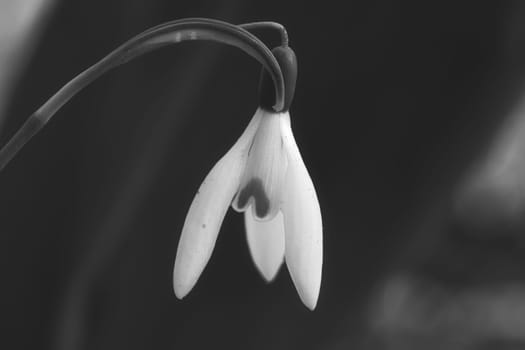 In spring, delicate snowdrops bloom in black and white The delicate, white flowers symbolize a new beginning and the awakening of nature. Macro photography of flowers.