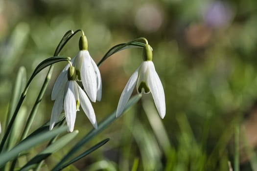 Gentle snowdrops bloom among the green grass in spring. Delicate, white flowers symbolize a new beginning and the awakening of nature. Macro photography of flowers.