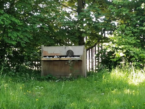 Nature Reclaims the Past: Old Piano in the Woods