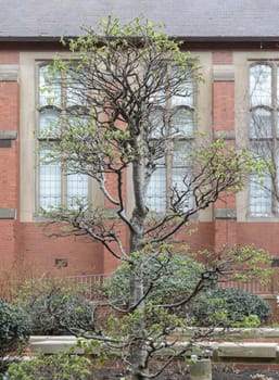 Newcastle, UK - Apr 14, 2025 - View of Carpinus Betulus (Topiary) stands in front of historic building at Newcastle University campus. Majestic tree, use it as your Wallpaper, Poster and Space for text, Selective focus.