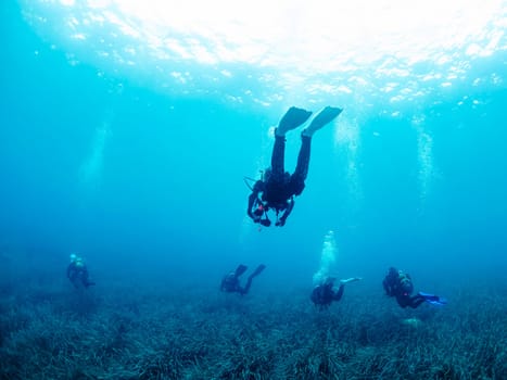 group of divers diving over a meadow of posidonia oceanica, concept of active leisure lifestyle and underwater adventure, copyspace for text