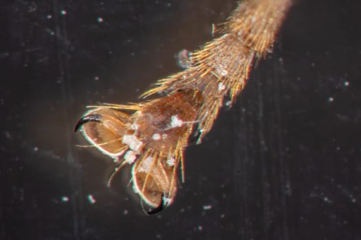 honeybee leg with claw under the microscope