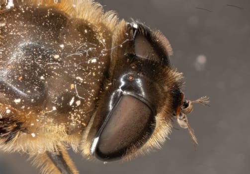 honeybee complex eyes under the microscope