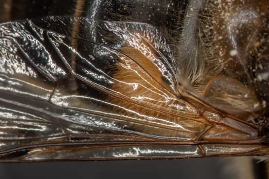 honeybee wing under the microscope